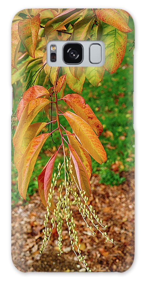 Arboretum Galaxy Case featuring the photograph Brightly colored autumn leaves in Washington Park by Steve Estvanik