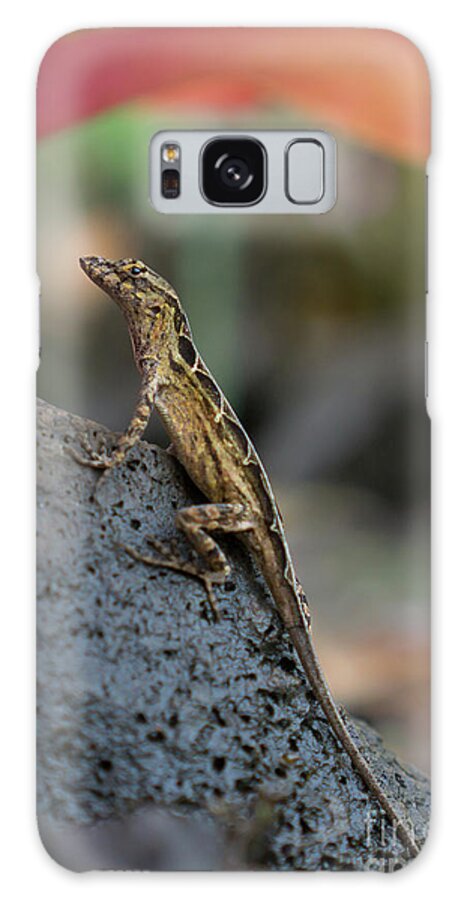 Brown Anole Galaxy Case featuring the photograph Brown Anole Female in a Garden by Nancy Gleason