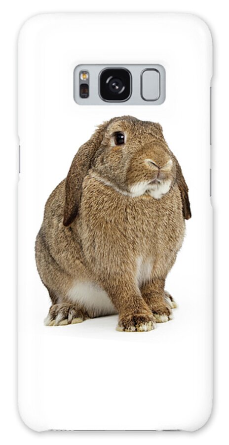 Rabbit Galaxy Case featuring the photograph Brown Lop-earred Rabbit Isolated on White by Good Focused