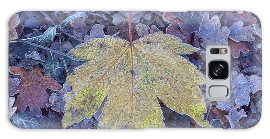 Brunswick Woods Galaxy Case featuring the photograph Brunswick Woods Leaves, Winter 2 by Edmund Peston