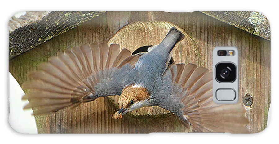 Brown Headed Nuthatch Galaxy Case featuring the photograph Brown Headed Nuthatch Flight by Jerry Griffin