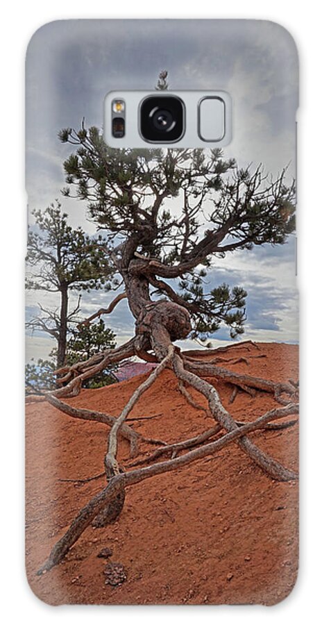 Bryce Canyon National Park Galaxy Case featuring the photograph Bryce Canyon National Park - Fighting to Stay Rooted by Yvonne Jasinski