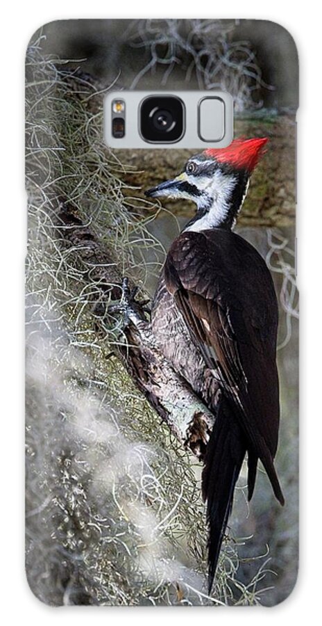 Pileated Woodpecker Galaxy Case featuring the photograph Bug Hunting by Ronald Lutz