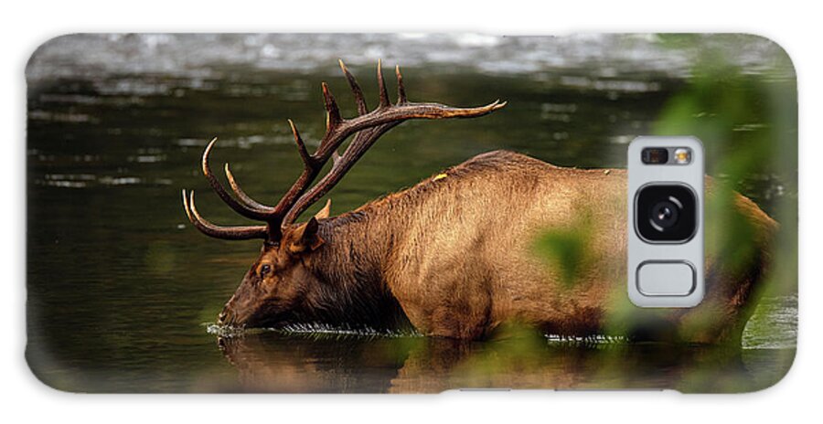 Great Smoky Mountains National Park Galaxy Case featuring the photograph Bull Elk Wading in the River by Robert J Wagner