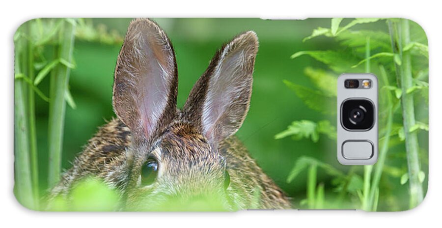 Rabbit Galaxy Case featuring the photograph Bunny Ears by Flinn Hackett