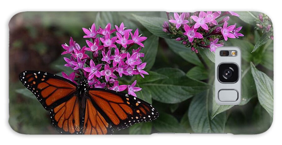 Butterfly Galaxy S8 Case featuring the photograph Monarch Butterfly by Mingming Jiang