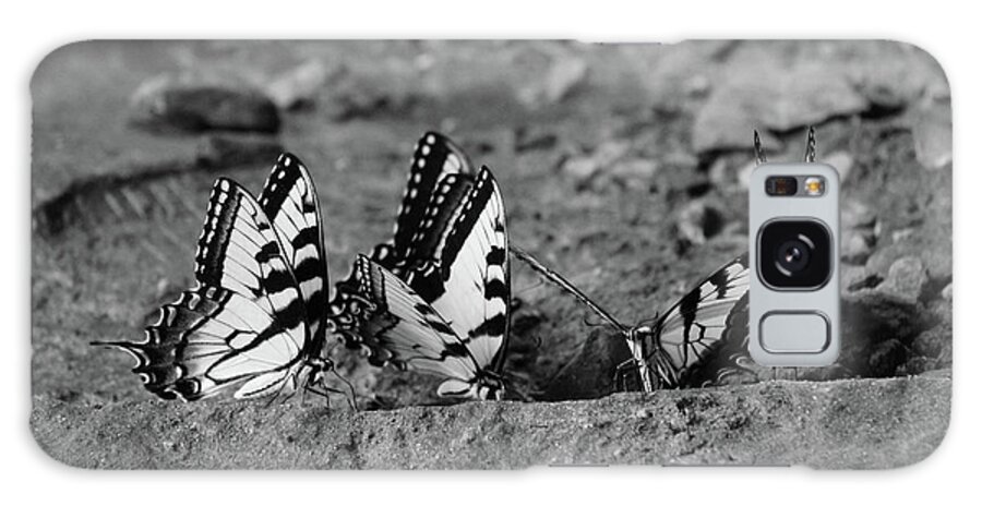 Butterflies Galaxy Case featuring the photograph Butterfly Nation Swallowtail Butterflies Black and White by Demetrai Johnson