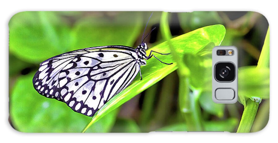 Butterfly Galaxy Case featuring the photograph Butterfly on a leaf by Bob Falcone