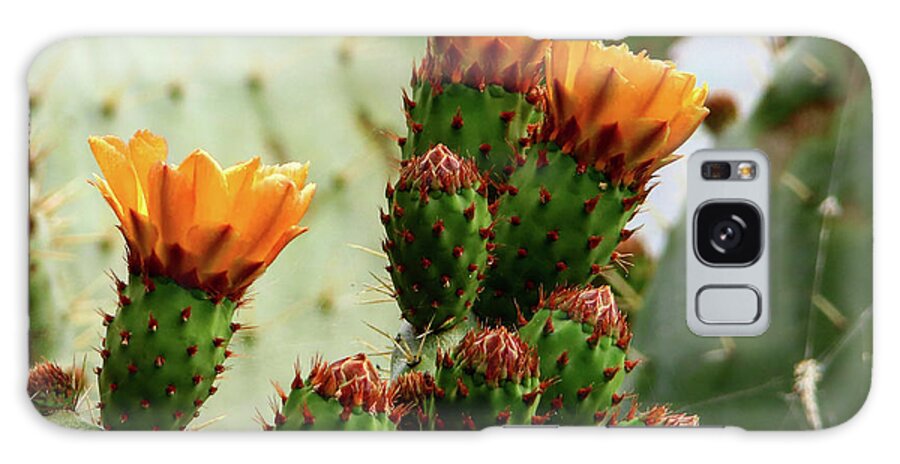 Orange Paddle Cacti Blooms On The Central Coast Of California Galaxy Case featuring the photograph Cacti Blooms by Perry Hoffman