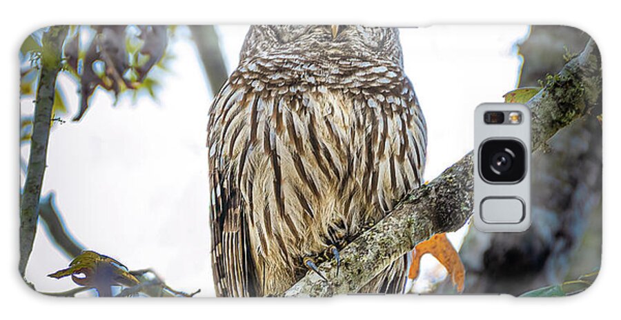 Bird Galaxy Case featuring the photograph Caddo Lake Barred Owl by David Downs
