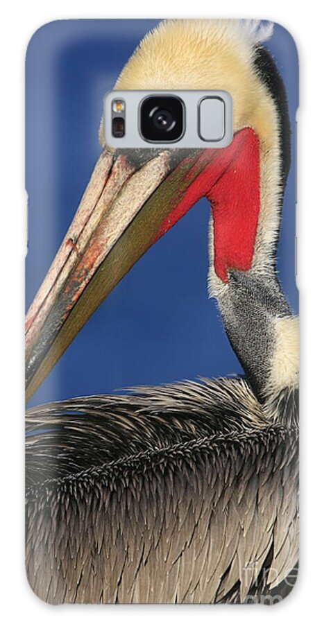Birds Galaxy Case featuring the photograph California Brown Pelican Focus by John F Tsumas