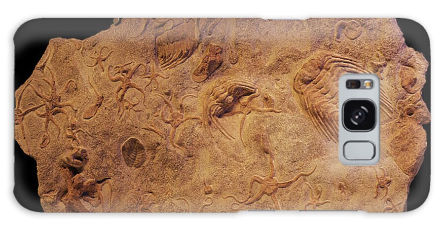 Fragment Of A Rock Galaxy Case featuring the photograph Cambrian Art by Karine GADRE