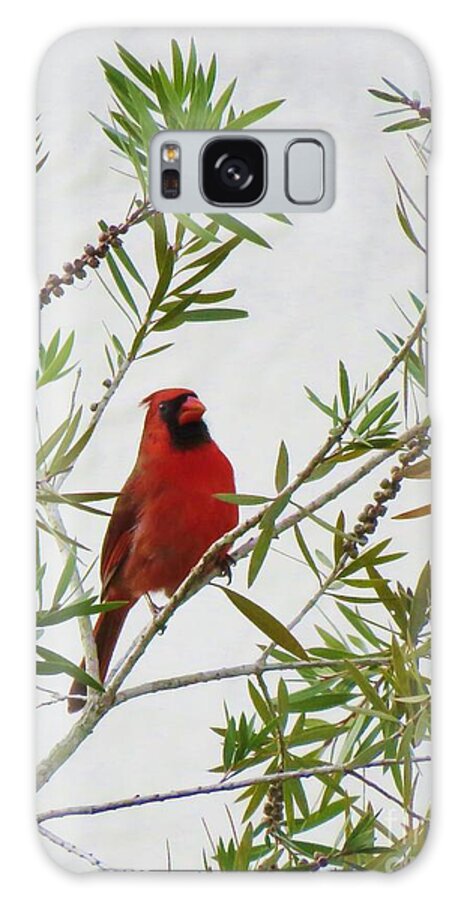 Cardinal Galaxy Case featuring the photograph Cardinal Perching by World Reflections By Sharon