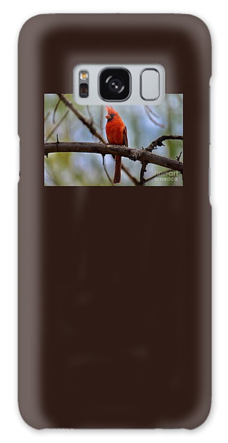 Male Northern Cardinal Galaxy Case featuring the digital art Male Northern Cardinal by Tammy Keyes