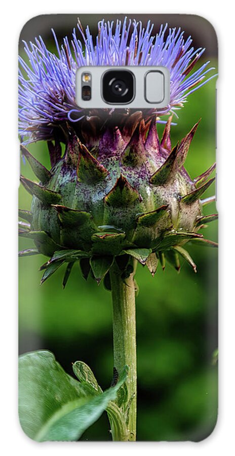 Flowers Galaxy Case featuring the photograph Cardoon by Flees Photos