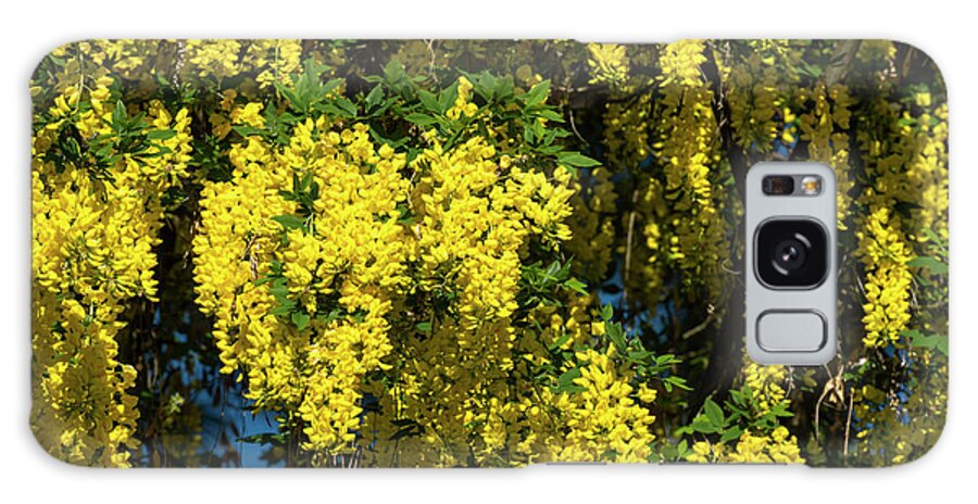 Golden Shower Galaxy Case featuring the photograph Cassia Fistula, 2 by Glenn Franco Simmons