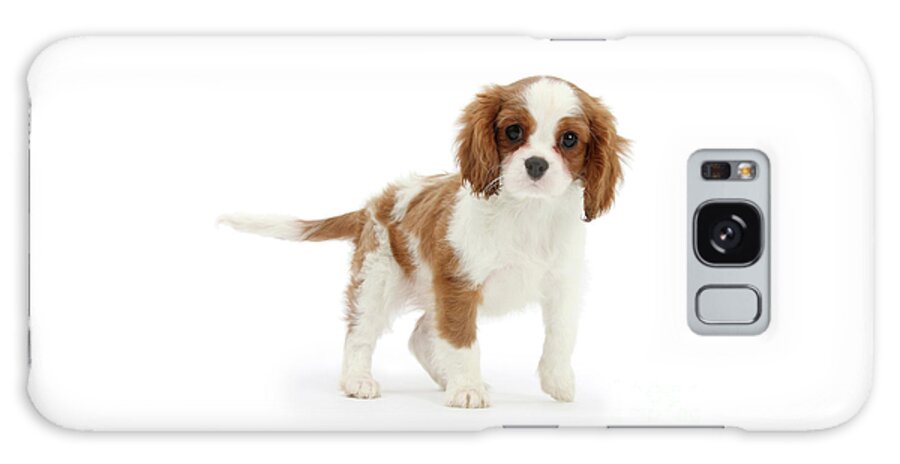 King Charles Spaniel Galaxy Case featuring the photograph Cavalier King Charles Spaniel pup by Warren Photographic