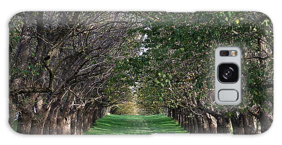 Joy Watson Galaxy Case featuring the photograph Chateau Yering - trees by Joy Watson