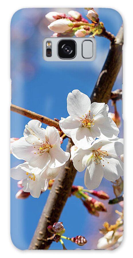 Flowers Galaxy Case featuring the photograph Cherry Blossoms by David Beechum