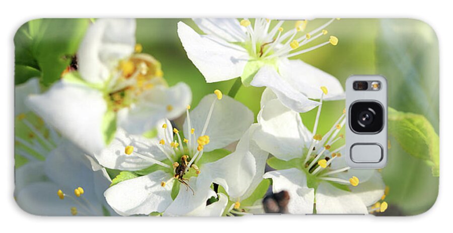 Spring Galaxy Case featuring the photograph Cherry Tree Flowers Macro by Mikhail Kokhanchikov