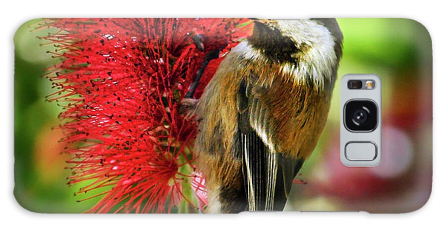 Chestnut-backed Chickadee Galaxy Case featuring the photograph Chestnut-backed Chickadee on Bottle Brush Blossom by Brian Tada