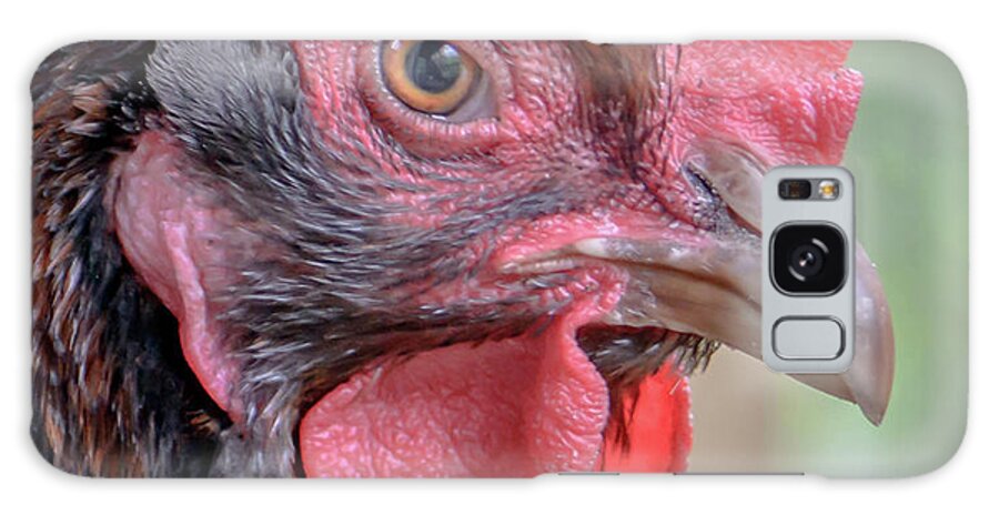 Chicken Galaxy Case featuring the photograph Chicken Portrait by Debra Kewley