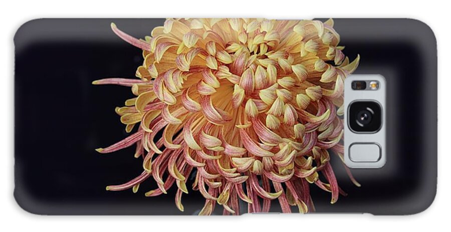 Chrysanthemum Galaxy Case featuring the photograph Chrysanthemum-Curly Beauty by Mingming Jiang