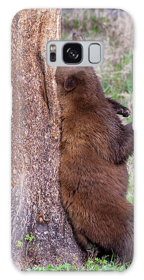 Bear Galaxy Case featuring the photograph Cinnamon Black Bear scratching its back by Wesley Aston