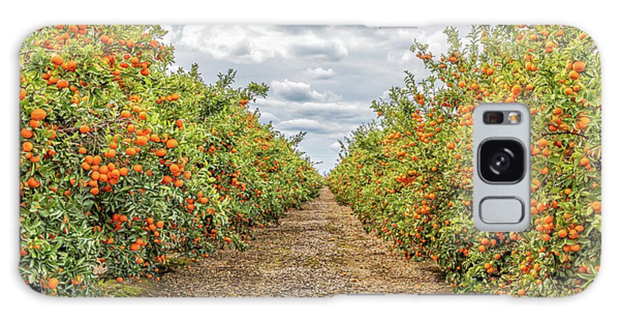 Fresno Galaxy Case featuring the photograph Citrus Orchard by Elvira Peretsman