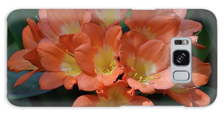 Art Galaxy Case featuring the photograph Clivia Blooms In Warm Orange by Jeannie Rhode