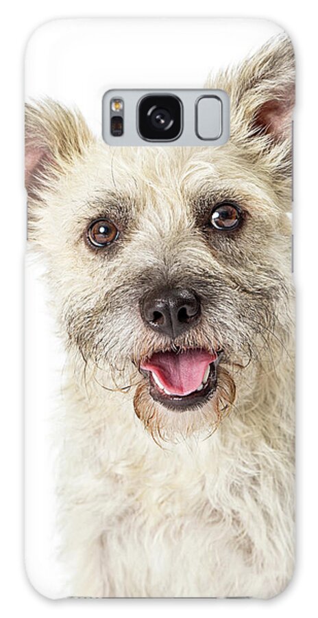Canine Galaxy Case featuring the photograph Close-up Happy Terrier Crossbreed on White by Good Focused
