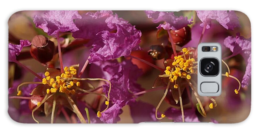 Crap Myrtle Galaxy S8 Case featuring the photograph Close-up of Crap Myrtle Flowers by Mingming Jiang