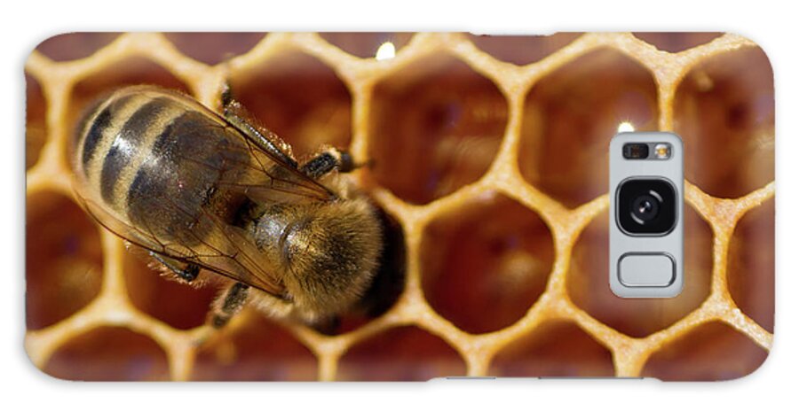 Animal Galaxy Case featuring the photograph Close-up of one bee on honeycomb by Jean-Luc Farges