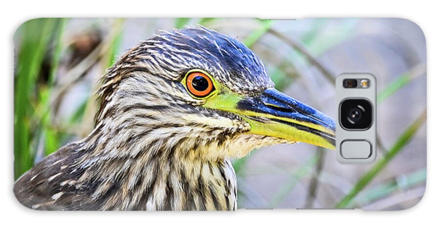 Bird Galaxy Case featuring the photograph Close up of Yellow crowned night heron by Ed Stokes