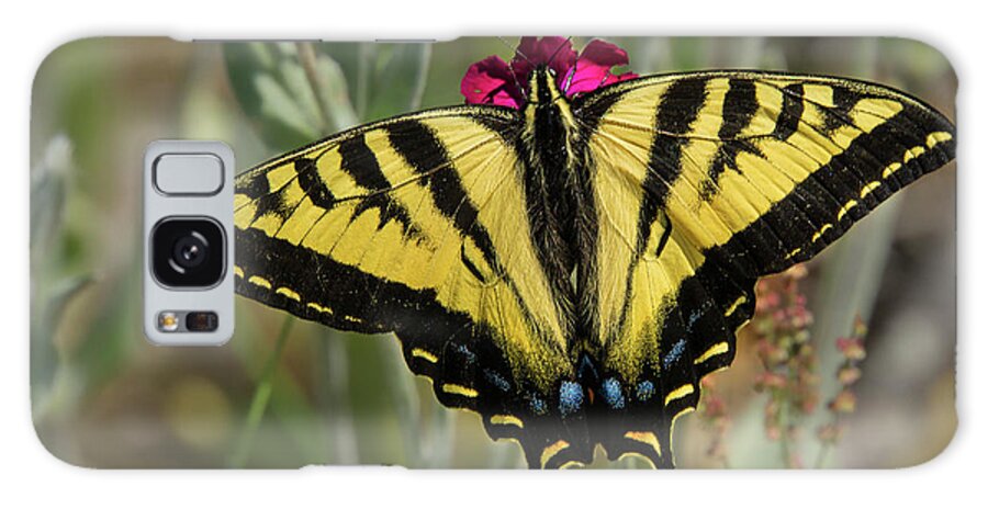Lepidoptera Galaxy Case featuring the photograph Close-up Western Tiger Swallowtail by Nancy Gleason
