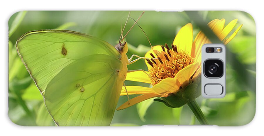 Cloudless Sulphur Galaxy Case featuring the photograph Cloudless Sulpher in a Quiet Moment by Deborah J Humphries