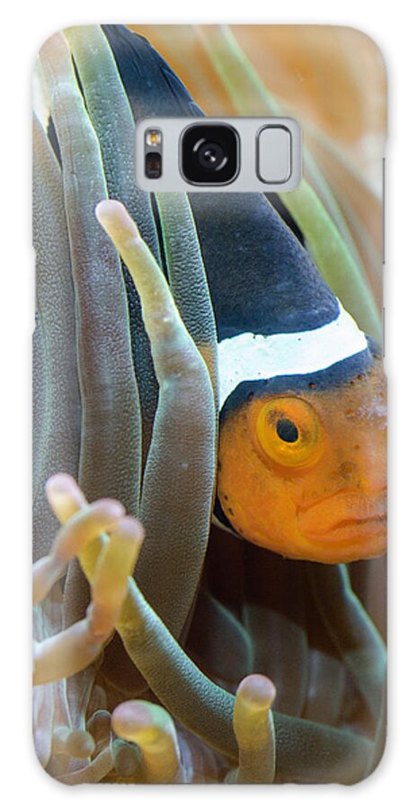 Clownfish Galaxy Case featuring the photograph Clownfish Hiding in Anemones by WAZgriffin Digital