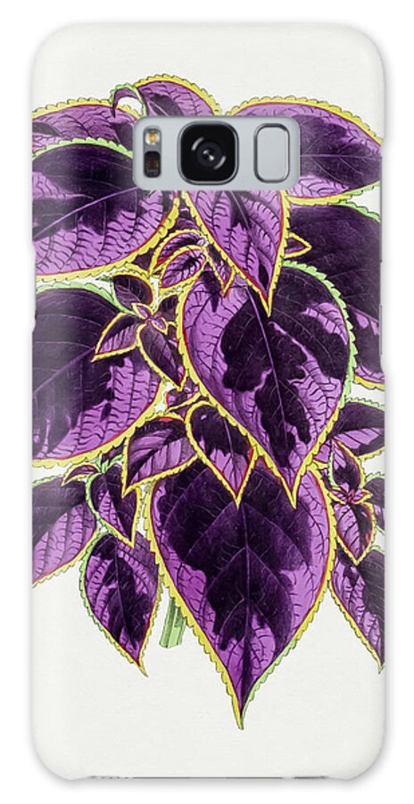 Coleus Galaxy Case featuring the drawing Coleus Plant by Mango Art