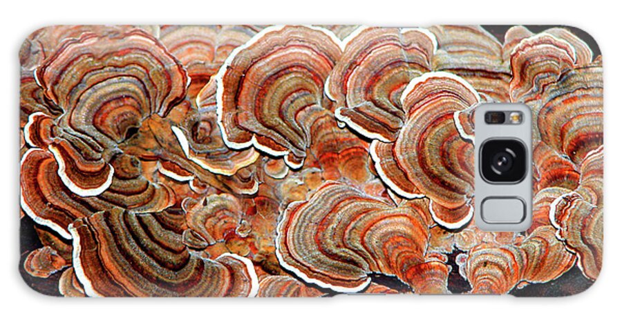 Nature Galaxy Case featuring the photograph Colorful Tree Fungus by Mariarosa Rockefeller