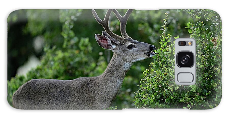Odocoileus Hemionus Columbianus Galaxy Case featuring the photograph Columbian Black-tailed Deer Munching on Fresh Leaves by Amazing Action Photo Video