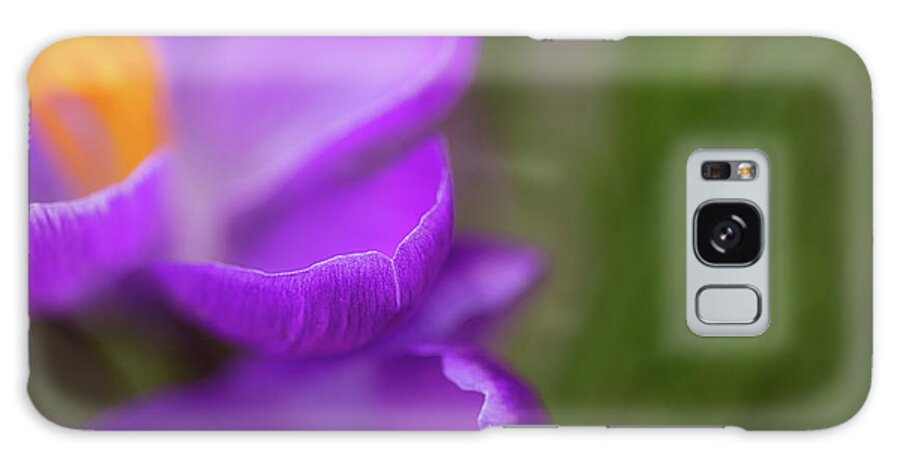 Purple Crocuses Galaxy Case featuring the photograph Come unto me by Kunal Mehra