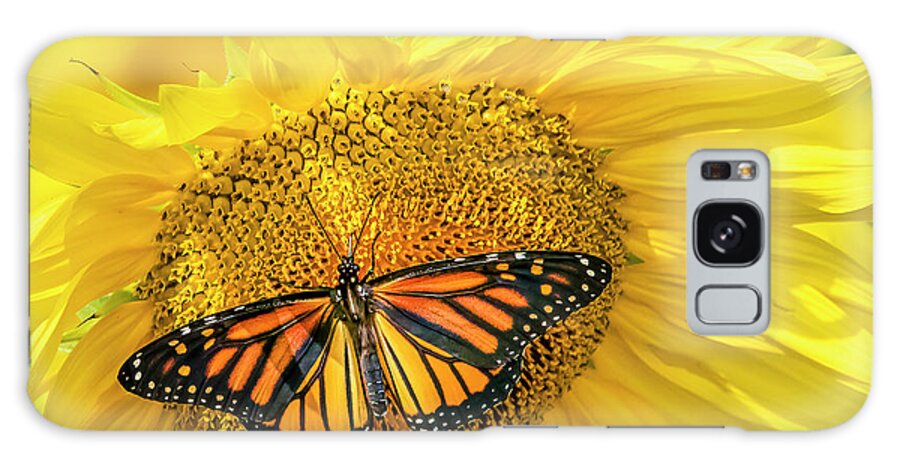 Butterfly Galaxy Case featuring the photograph Comfort by Ray Silva