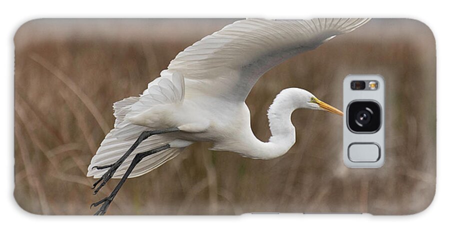 Greategret Galaxy Case featuring the photograph Coming in for a Landing by Forest Floor Photography