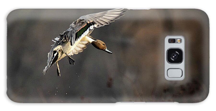 Pintailduck Galaxy Case featuring the photograph Coming in for a Landing by Pam Rendall