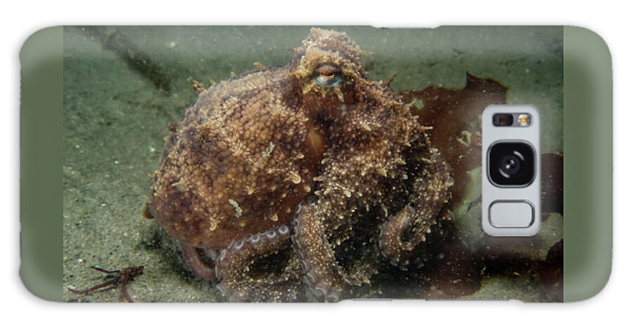 Octopus Galaxy Case featuring the photograph Common octopus on the move by Brian Weber