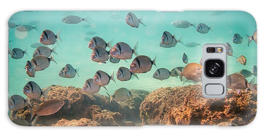 Fish Galaxy Case featuring the photograph Common two-banded sea bream by Meir Ezrachi