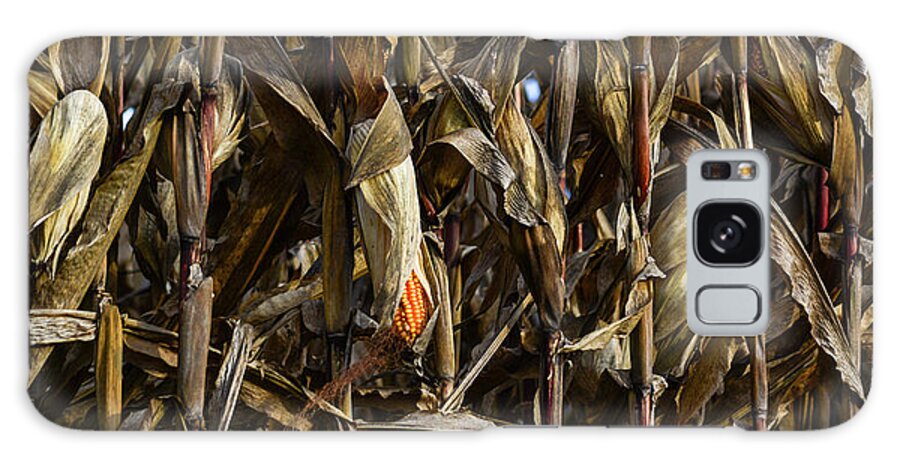 Corn Galaxy Case featuring the photograph Cornfield Study by Tana Reiff