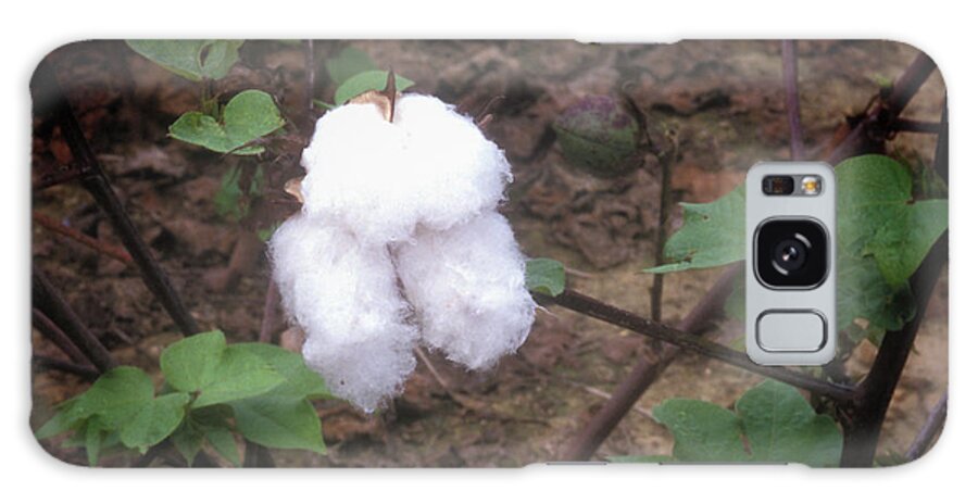 Cotton Galaxy Case featuring the photograph Cotton Boll Ready to Be Picked by James C Richardson