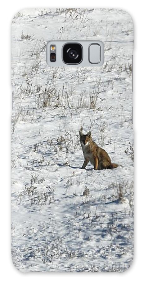 Coyote Galaxy Case featuring the photograph Coyote Watching by Amanda R Wright