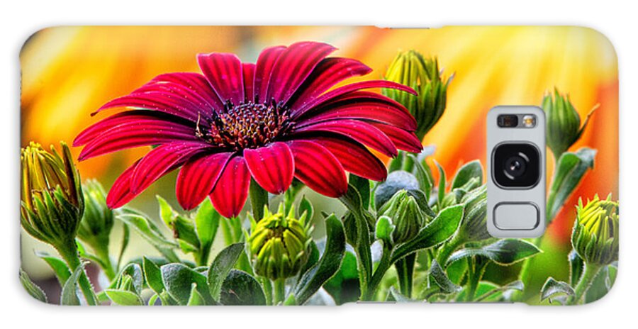 Flowers Galaxy Case featuring the photograph Crazy About African Daisies by Rory Siegel